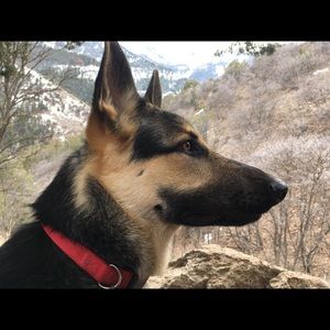 Meet your Posher, Molly